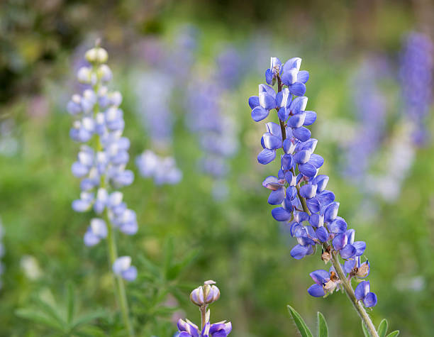istock Purple delicate flowers in the garden 484624183