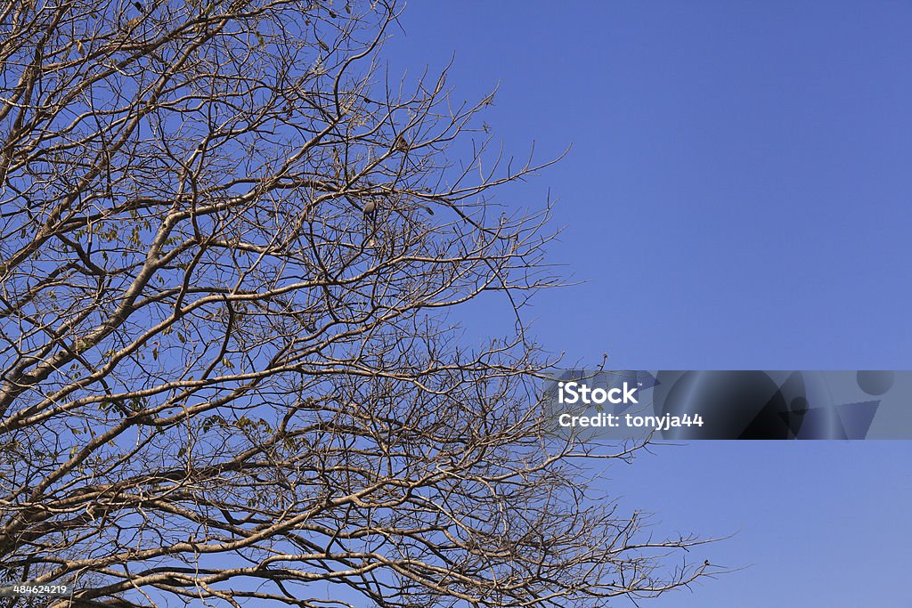 Blue sky and dry tree Abstract Stock Photo