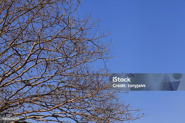 Blue Sky And Dry Tree Stock Photo - Download Image Now - Abstract, Africa, Backgrounds