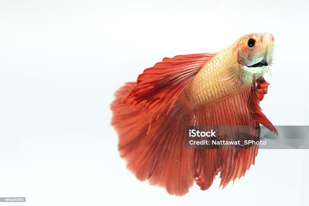 red fighting fish in isolate Aggression Stock Photo