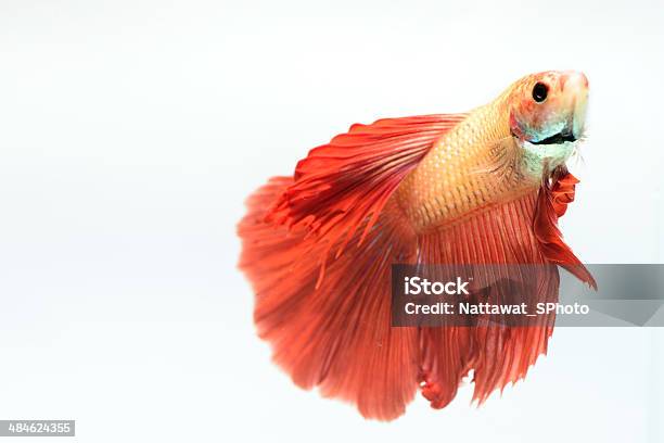 Red Fighting Fish In Isolate Stock Photo - Download Image Now - Aggression, Animal, Animal Body