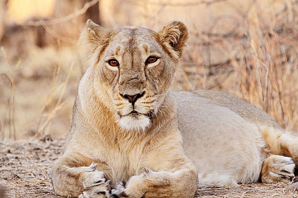 Close to My Heart Natural Image, Lioness Caught taking rest after a Long Run - Photo taken at Gir Wildlife Sanctuar, Sasan Gir, Gujarat.  VR56 junagadh stock pictures, royalty-free photos & images