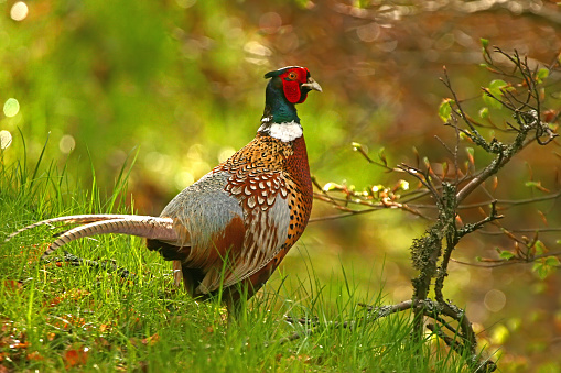 An elegant ring-necked pheasant in the lush countryside.
