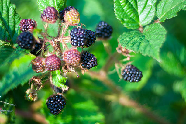 wild blackberry - blackberry berry fruit nature marionberry imagens e fotografias de stock