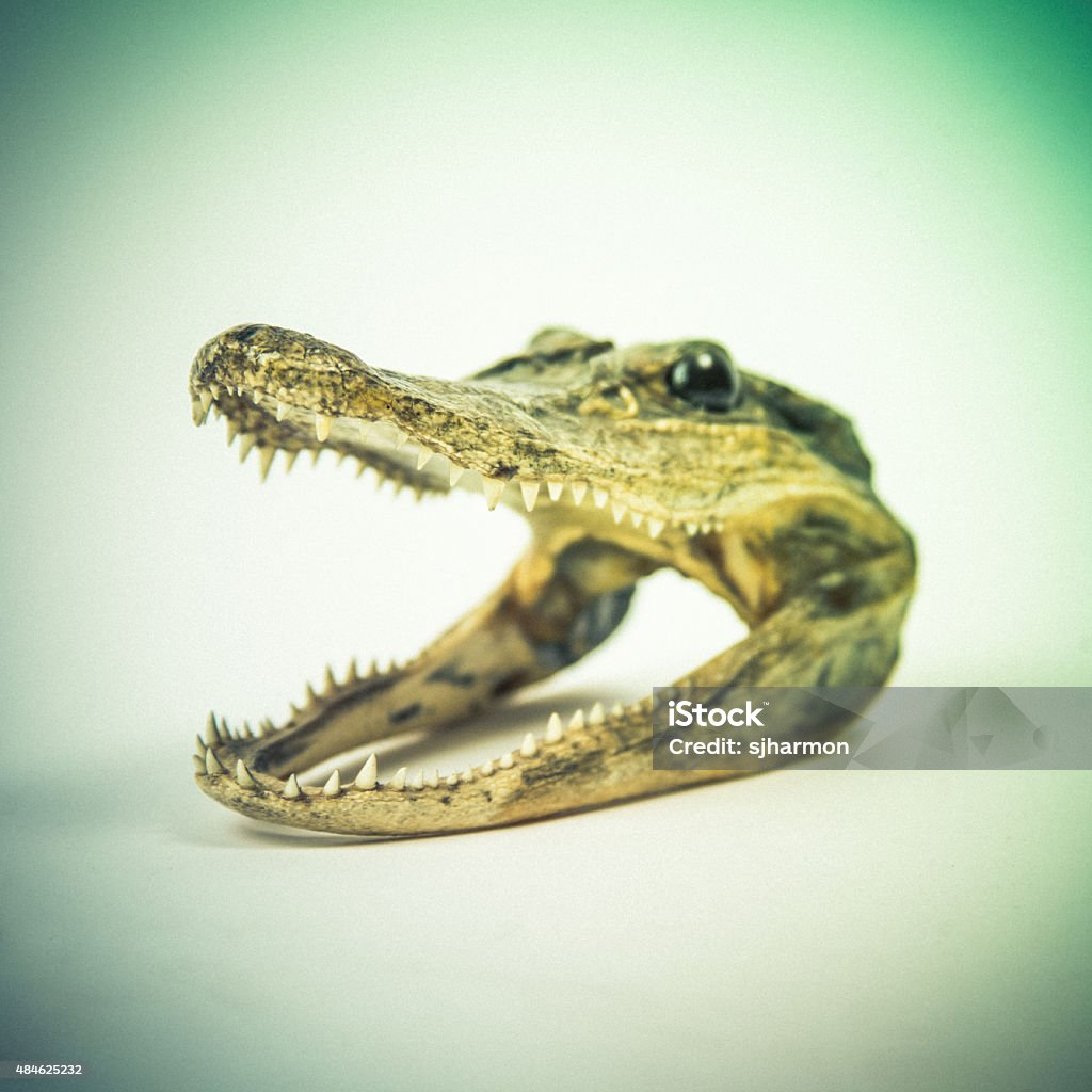 Menacing Square Crocodile Head Cross processed with green hue crocodile head with jaw open and teeth showing. 2015 Stock Photo