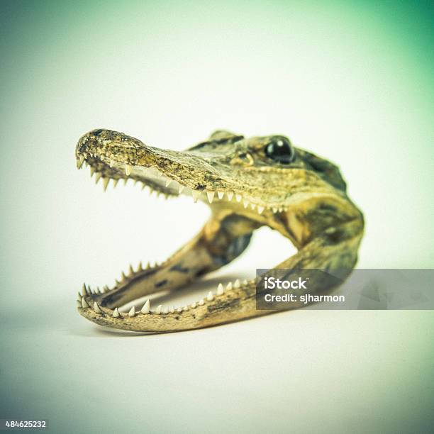 Menacing Square Crocodile Head Stock Photo - Download Image Now - 2015, Animal, Animal Body Part