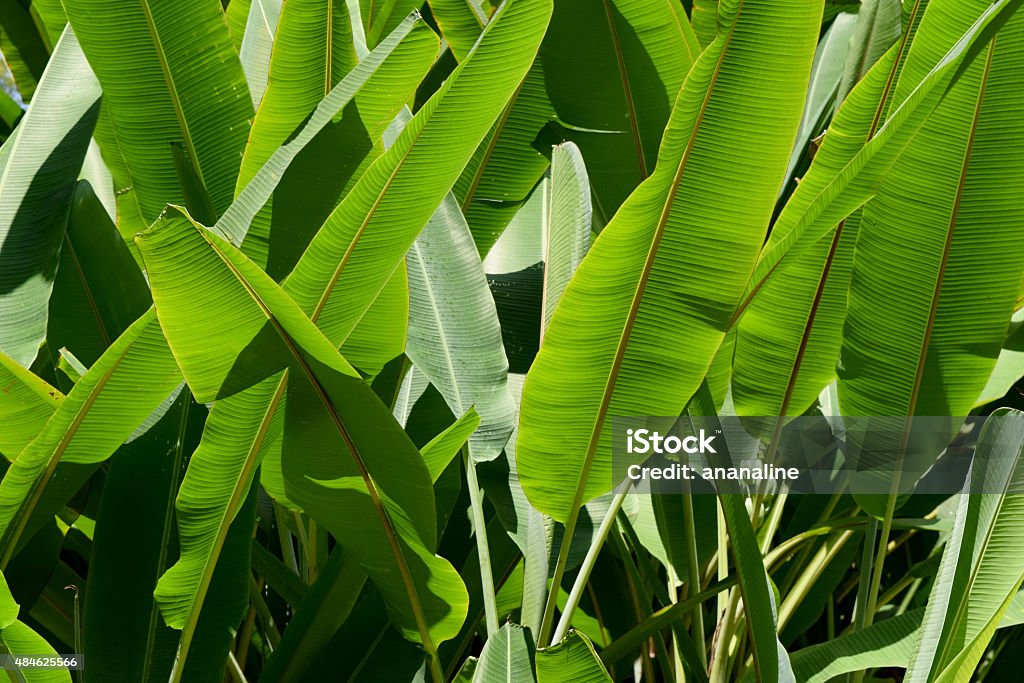 Green Banana leaf nature  park abstract background 2015 Stock Photo