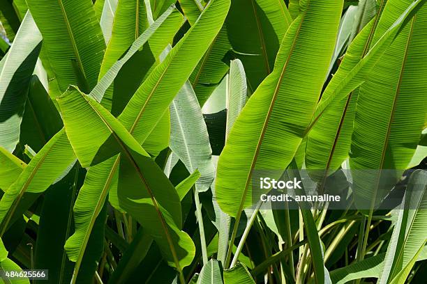 Green Banana Leaf Nature Park Abstract Background Stock Photo - Download Image Now - 2015, Abstract, Agriculture