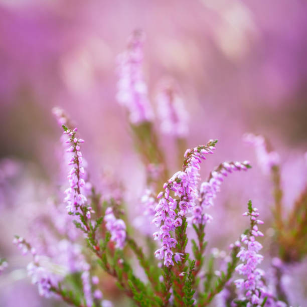 istock Purple Heather in morning light 484625624
