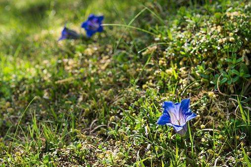 Blooming blue gentians in alpine meadow