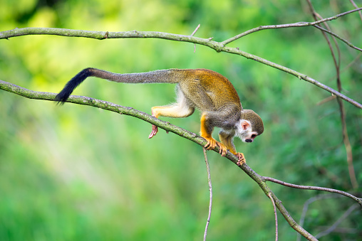 Common squirrel monkey (Saimiri sciureus) walking on a tree branch