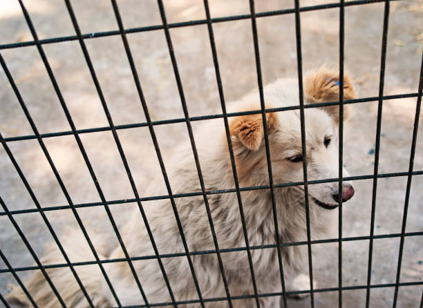 istock Dog in In The Shelter 484632878