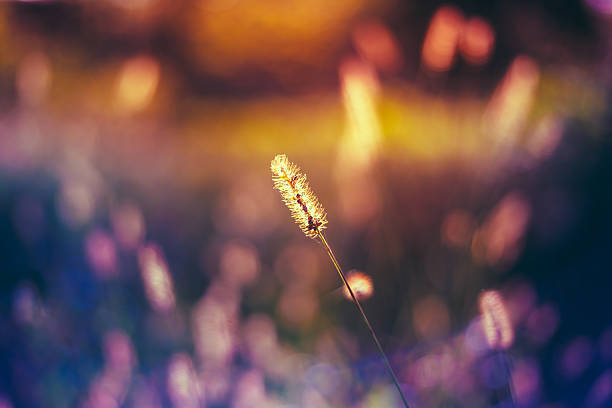 istock Nature Toned Grass Background Of Grass. 484634386