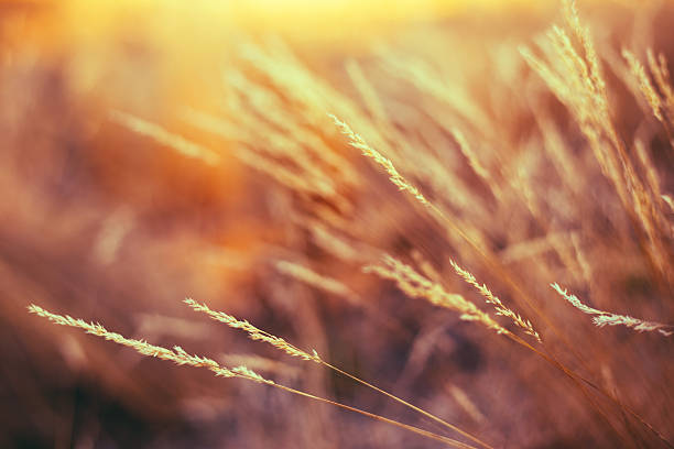 istock Nature Toned Grass Background Of Dry Grass 484635196