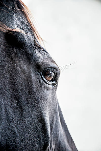 istock black horse close up 484639618