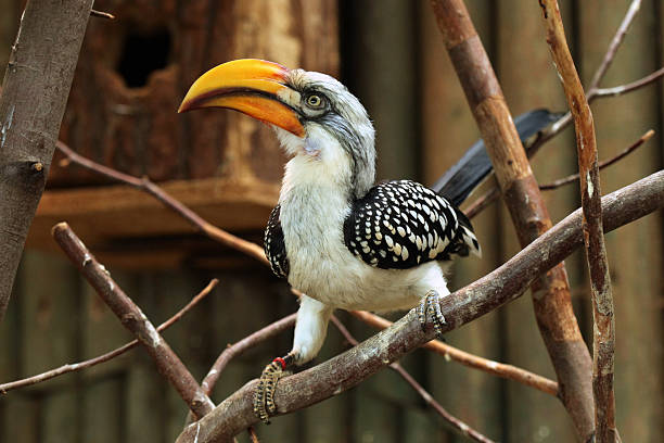 istock Eastern yellow-billed hornbill (Tockus flavirostris). 484641606