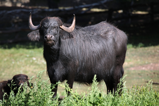 Asian water buffalo (Bubalus bubalis). Wild life animal.