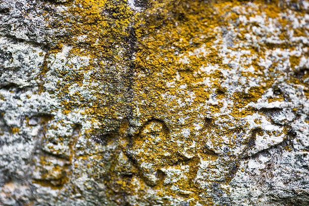 istock Moss-grown surface of the old stone cross 484642778
