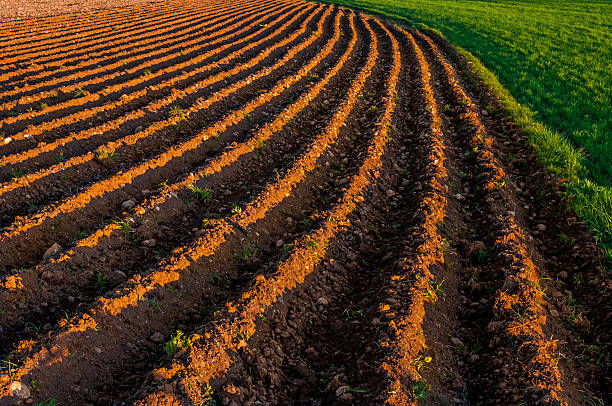istock Plowed rows in a farming field 484643526