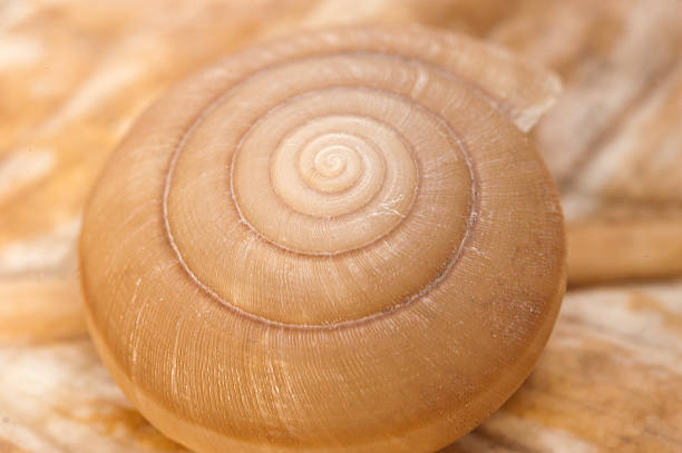 istock Close up snail shell found in Thailand 484643672