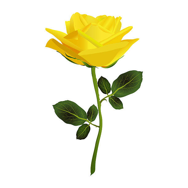 istock Yellow Rose-Rosa sp., This image is available for clipping 484644296