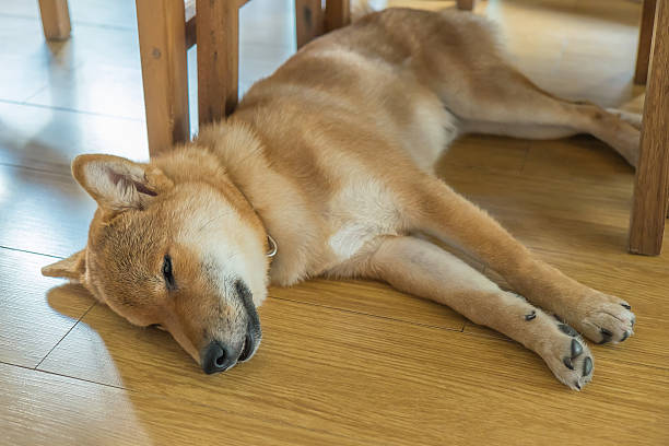 istock shiba dog sleeping indoor 484644516