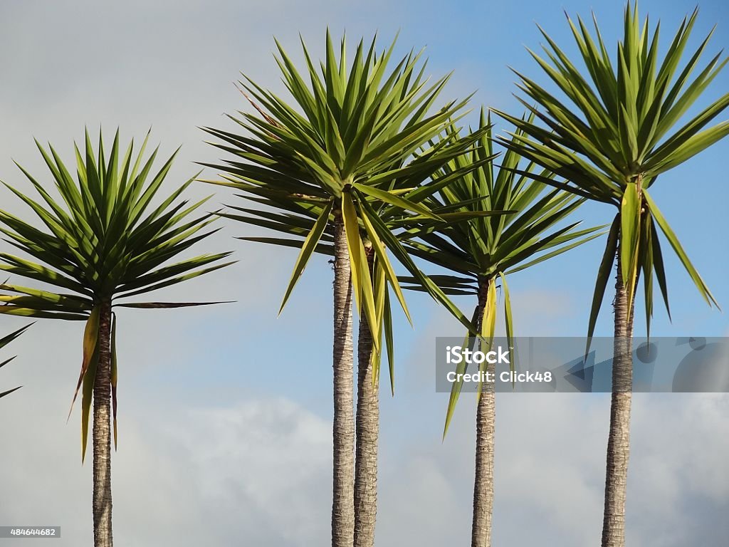 Young cabbage palm trees, Coromandel, New Zealand Group of cabbage palms ( cordyline australis) with spiky foliage against sky background, Coromandel, New Zealand. 2015 Stock Photo