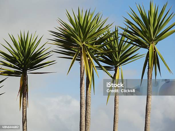 Young Cabbage Palm Trees Coromandel New Zealand Stock Photo - Download Image Now - 2015, Cabbage Palm, Cloud - Sky
