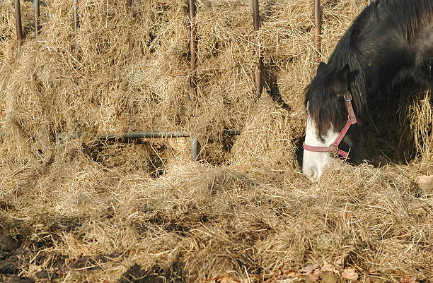 istock horse and hay 484648825