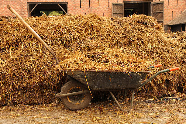 Carts with natural manure standing on sheep farm