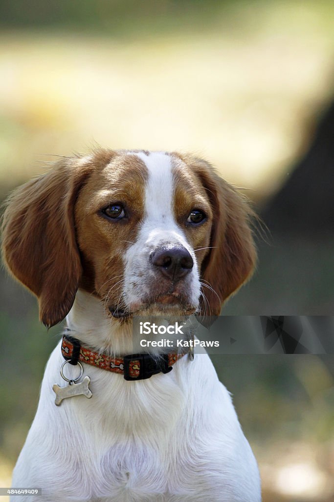 Épagneul breton, jeune chien, portrait - Photo de Chien d'arrêt libre de droits