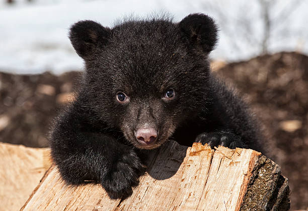 Black bear cub A playful, American black bear cub climbing on a wood pile.  Springtime in Wisconsin black bear cub stock pictures, royalty-free photos & images