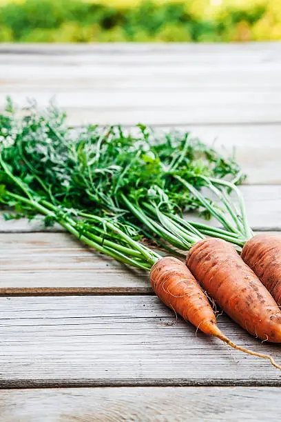 Natural organic carrots in the garden. Harvesting