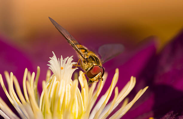 Hoverfly Hoverfly on a Clematis flower anemoneae stock pictures, royalty-free photos & images