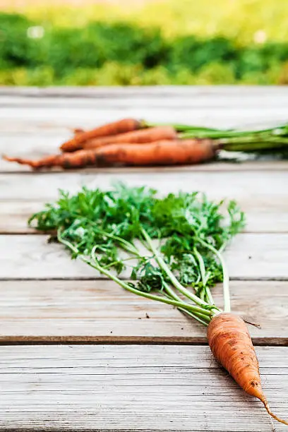 Natural organic carrots in the garden. Harvesting