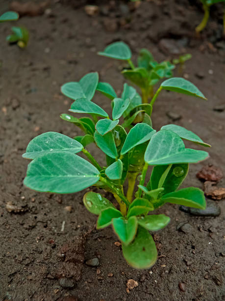 istock Plant of Fenugreek 484650659