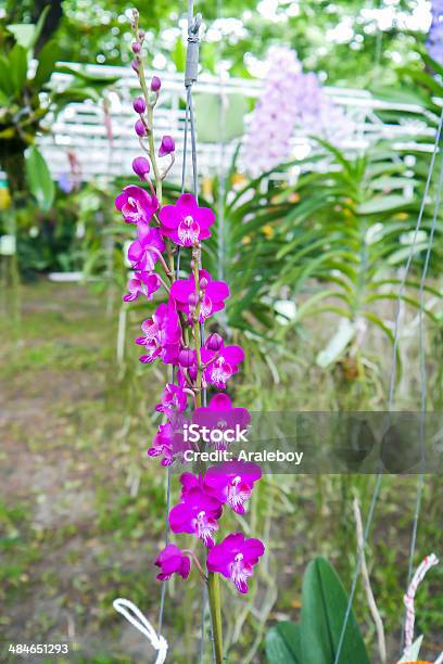 Colorful Orchid Stock Photo - Download Image Now - Buddha, Magenta, Moth Orchid