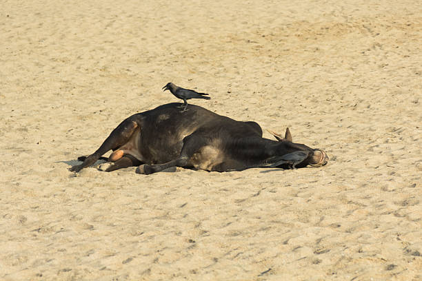 istock Cow and crow on the beach 484651651