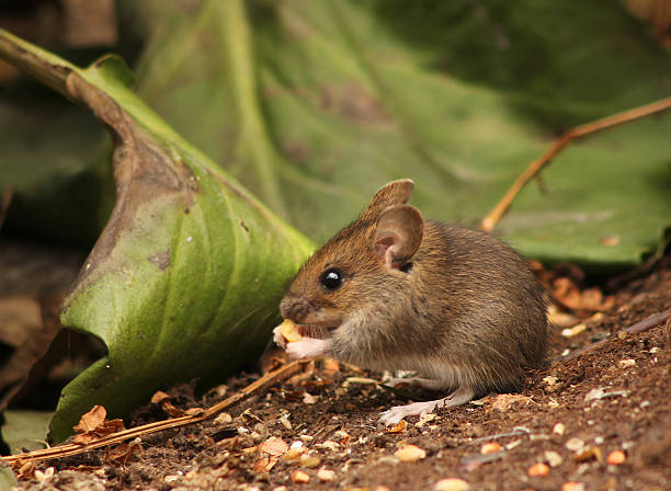 istock Cute wood mouse baby 484652101