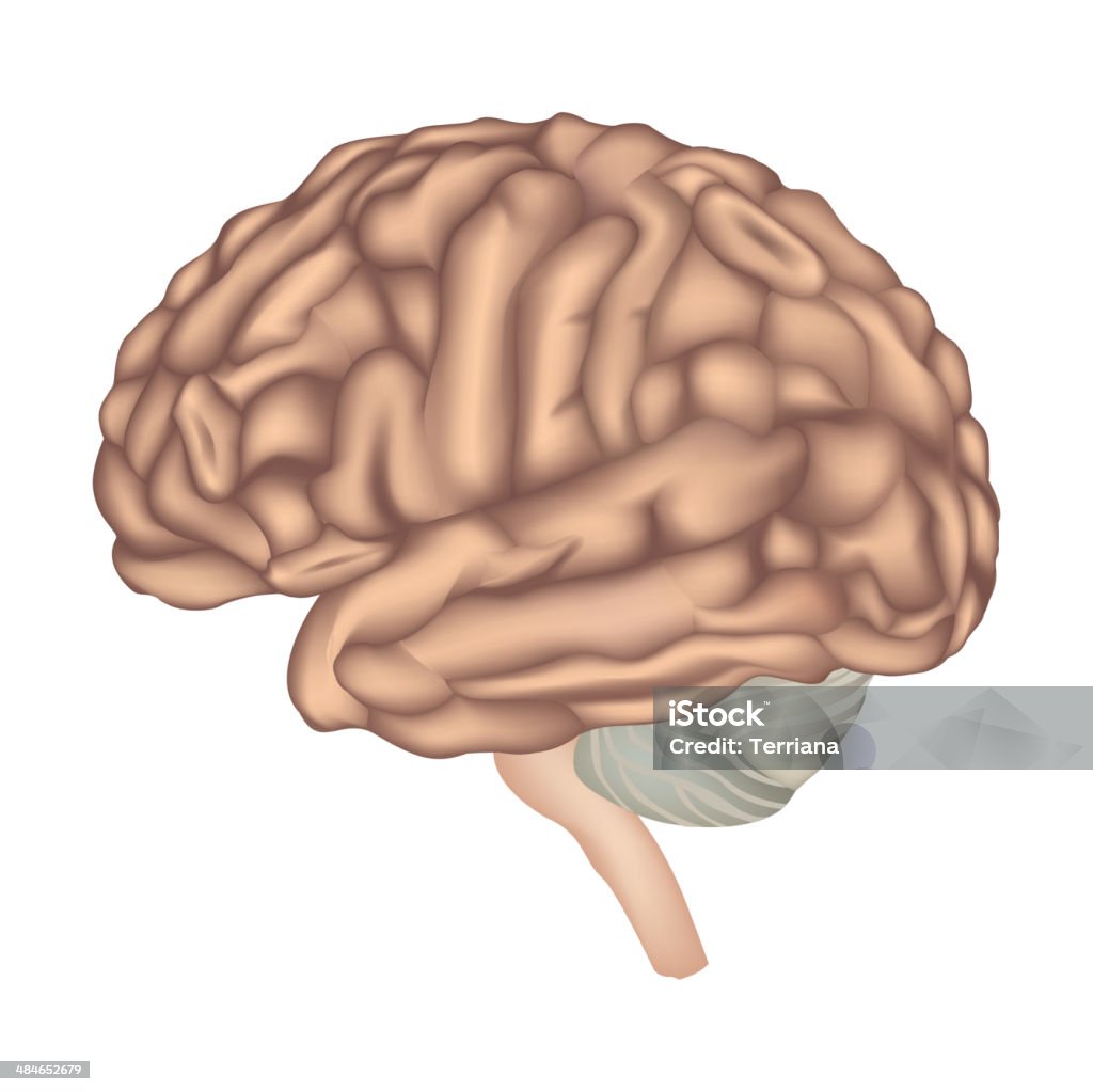Anatomie du cerveau. - clipart vectoriel de Anatomie libre de droits