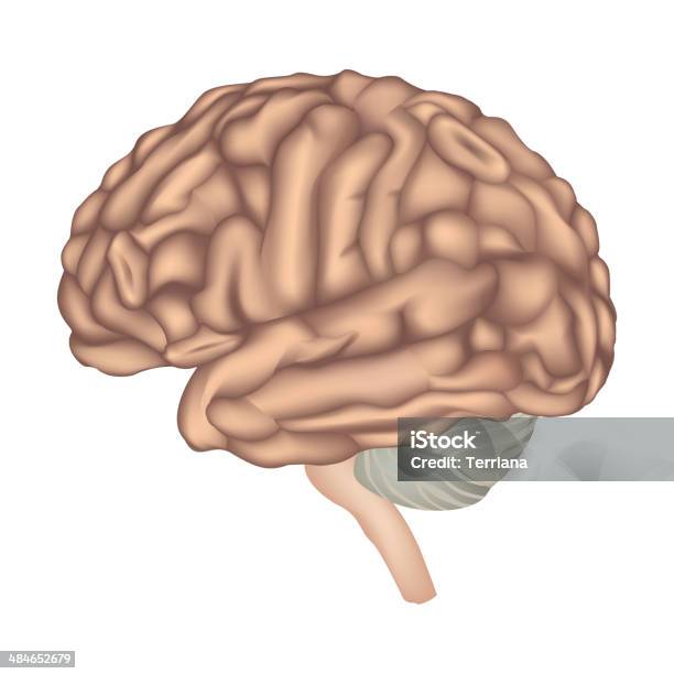 Anatomie Du Cerveau Vecteurs libres de droits et plus d'images vectorielles de Anatomie - Anatomie, Biologie, Cancer du cerveau