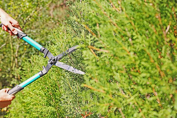 gardener cutting a hedge with pruning scissors gardener trimming a hedge with pruning scissors thuja occidentalis stock pictures, royalty-free photos & images