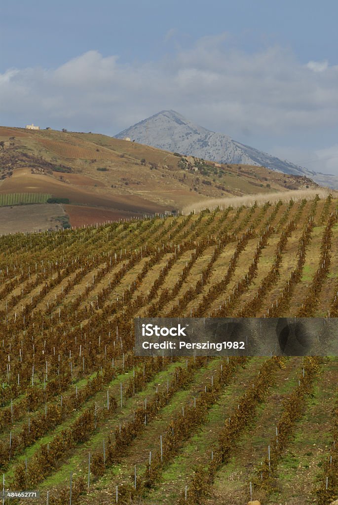 vineyard on gentle slope in Etna region, Sicily Agricultural Field Stock Photo