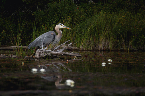 A majestic great blue heron surrounded by dark forest waits patiently in the still, shallow water along reedy shore of a lake.
