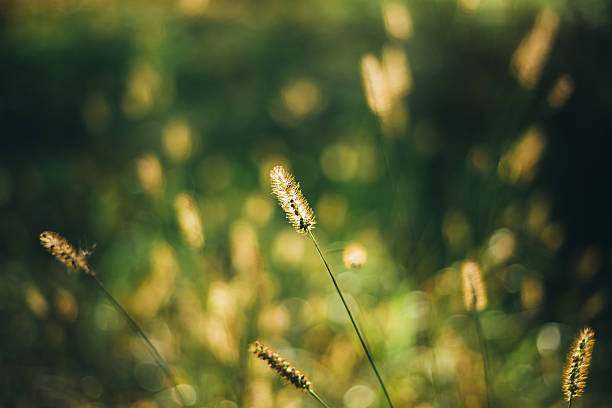 istock Nature Green Natural Background Of Grass. 484653384