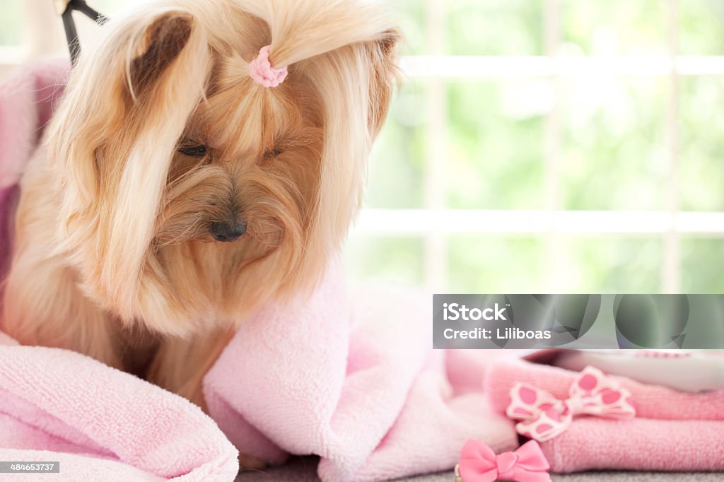 Yorkshire Terrier dzień w Groomer-Spa - Zbiór zdjęć royalty-free (Bez ludzi)