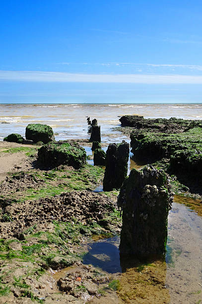 sunken bosque y de defensa pett nivel del mar en la playa - winchelsea fotografías e imágenes de stock