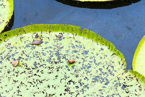 Lily Pads floating in a pond