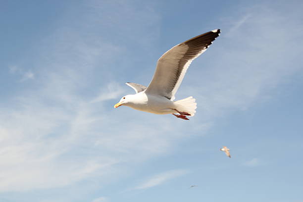soaring seagul stock photo