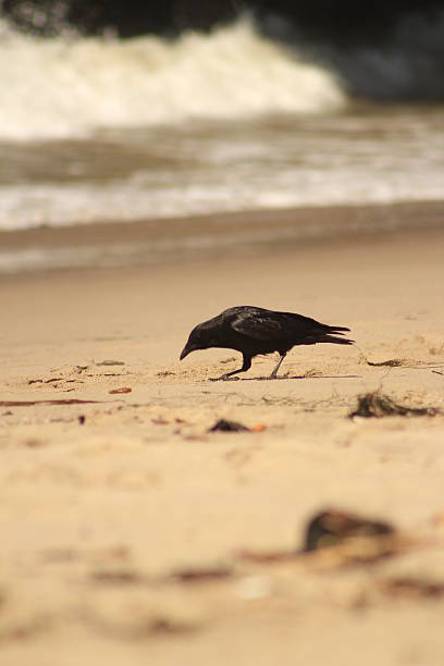 crow at the beach stock photo